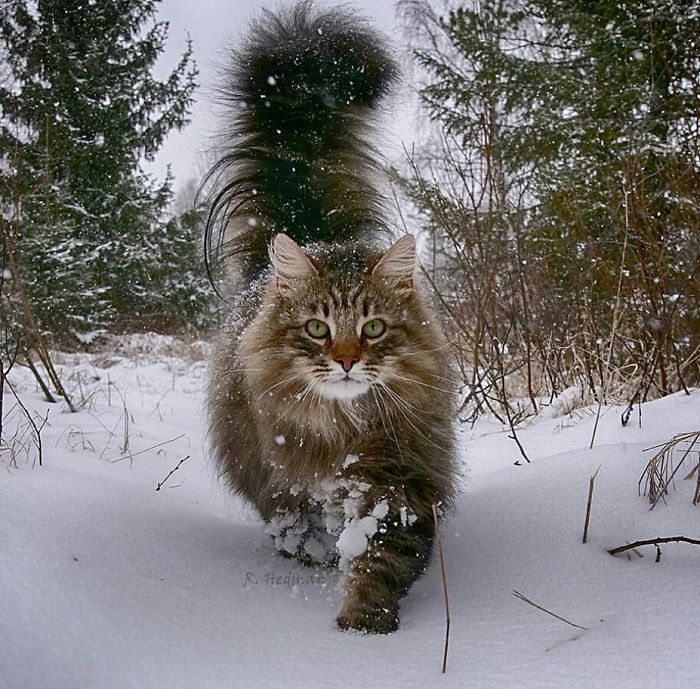 30 Pics Of Finnish Cats Living Their Best Winter Life