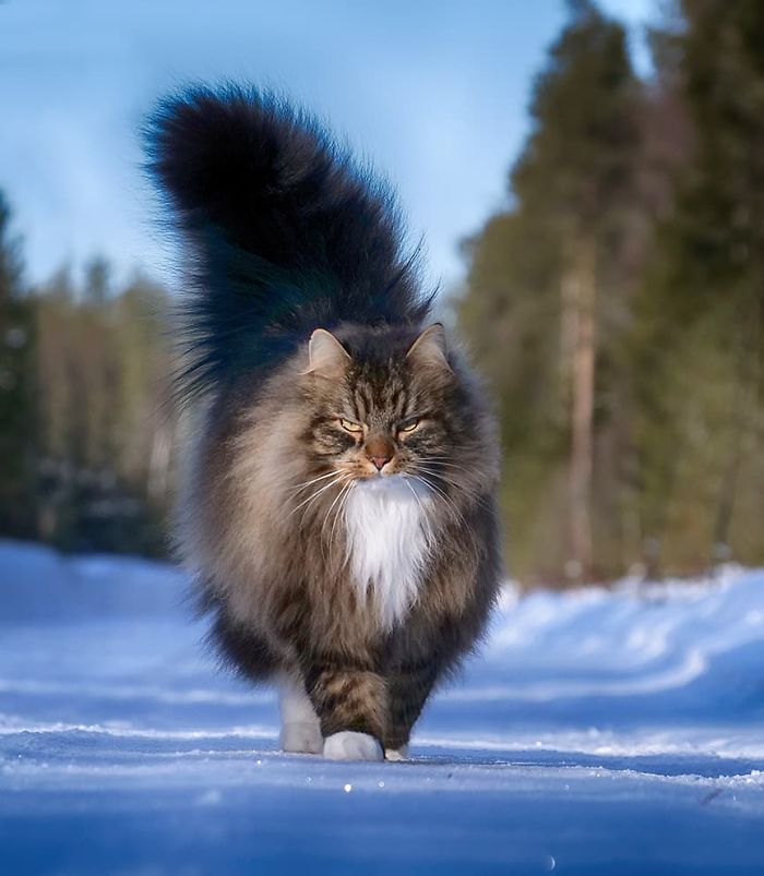 30 Pics Of Finnish Cats Living Their Best Winter Life