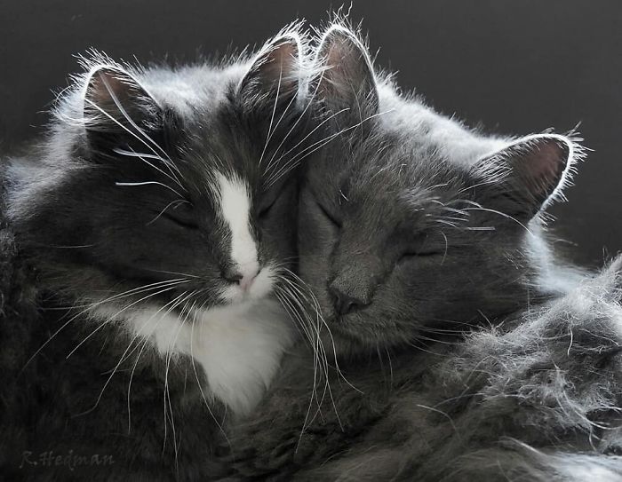 30 Pics Of Finnish Cats Living Their Best Winter Life