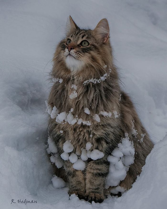 30 Pics Of Finnish Cats Living Their Best Winter Life