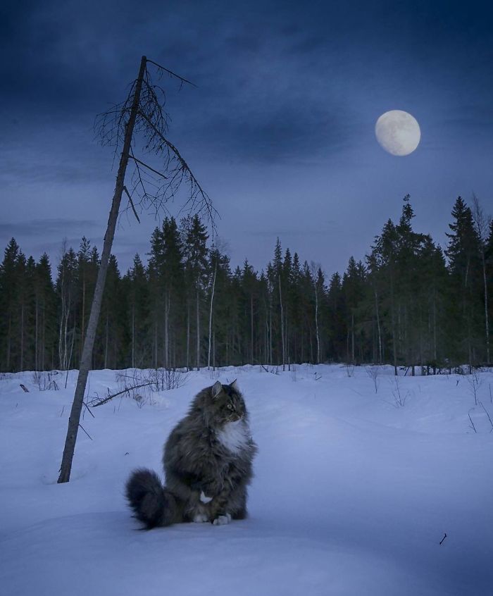 30 Pics Of Finnish Cats Living Their Best Winter Life
