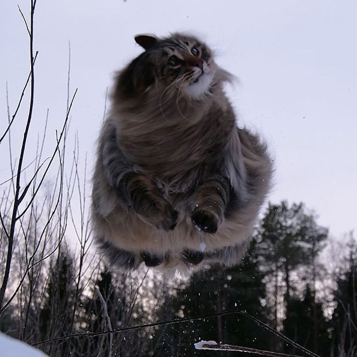 30 Pics Of Finnish Cats Living Their Best Winter Life