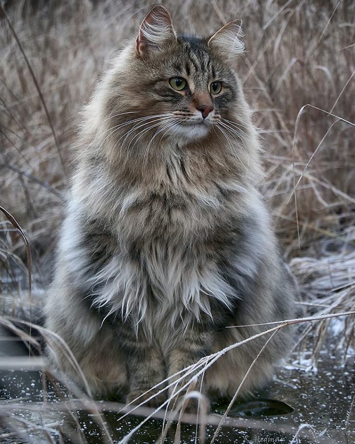 30 Pics Of Finnish Cats Living Their Best Winter Life