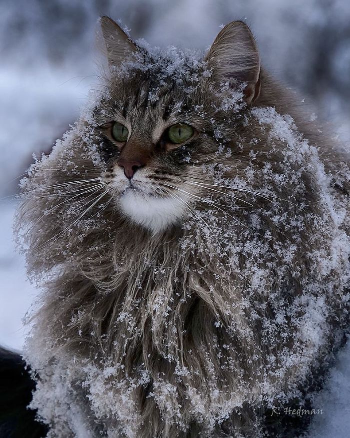 30 Pics Of Finnish Cats Living Their Best Winter Life