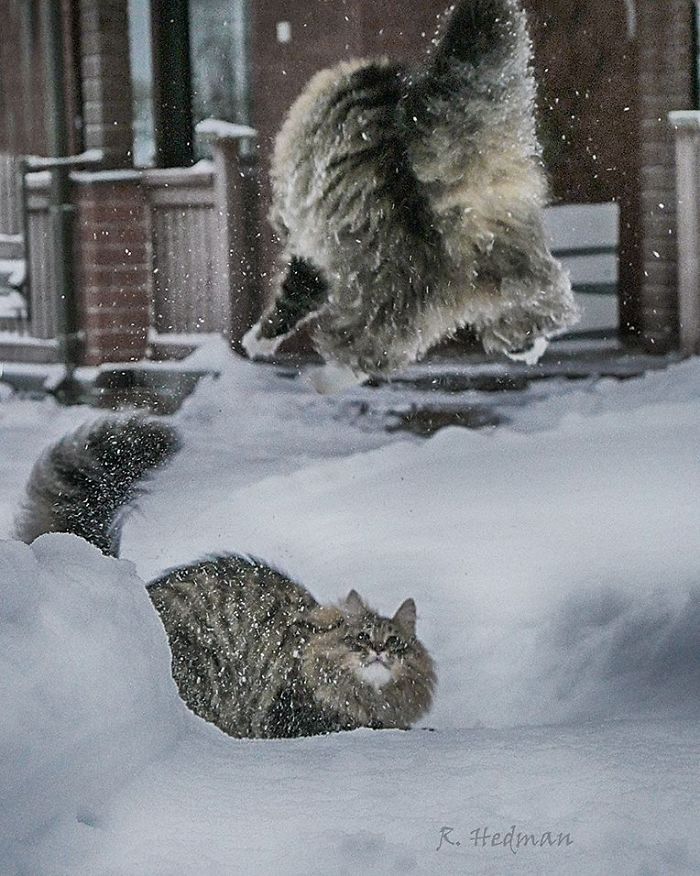 30 Pics Of Finnish Cats Living Their Best Winter Life