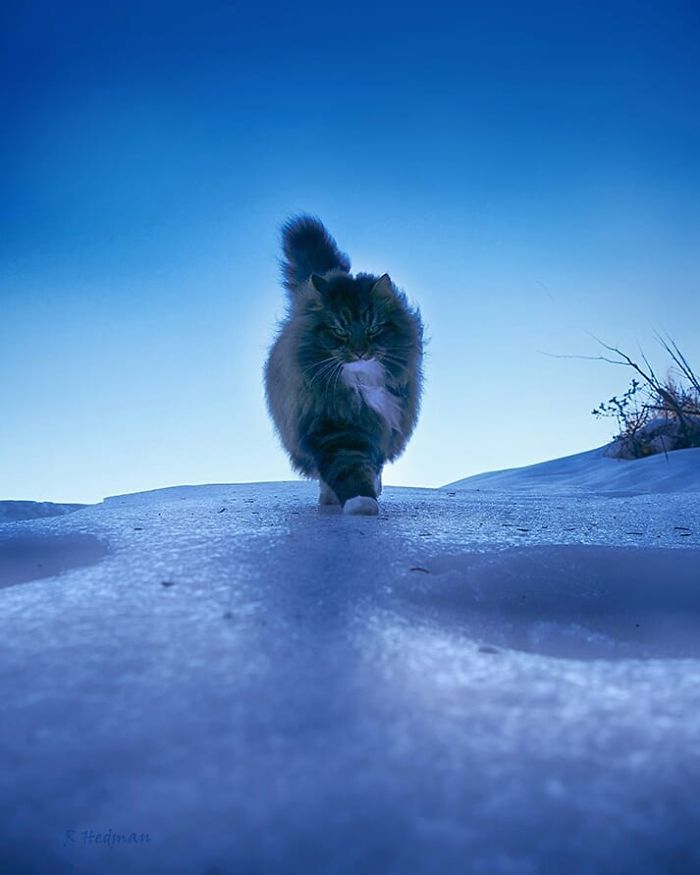 30 Pics Of Finnish Cats Living Their Best Winter Life