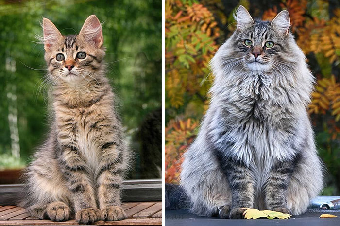 30 Pics Of Finnish Cats Living Their Best Winter Life