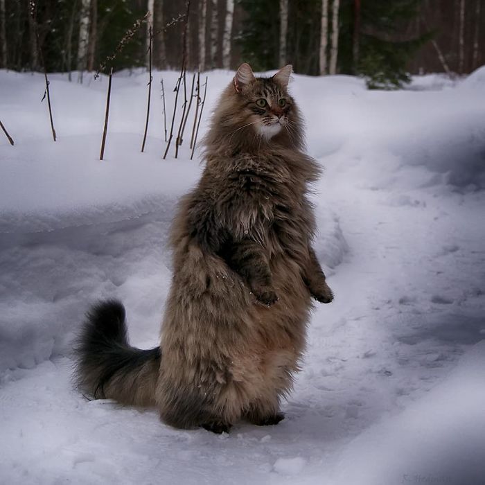 30 Pics Of Finnish Cats Living Their Best Winter Life