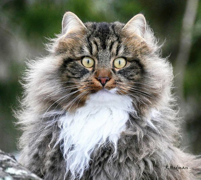 30 Pics Of Finnish Cats Living Their Best Winter Life