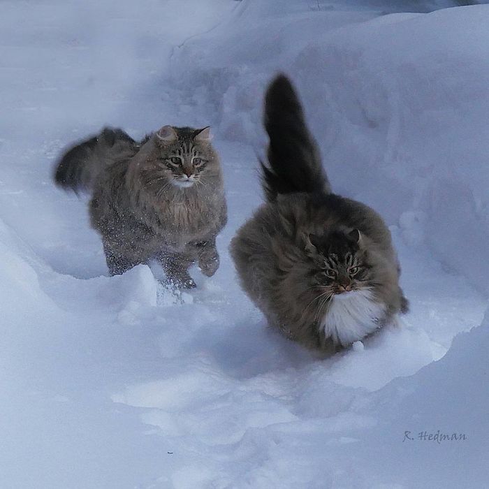 30 Pics Of Finnish Cats Living Their Best Winter Life