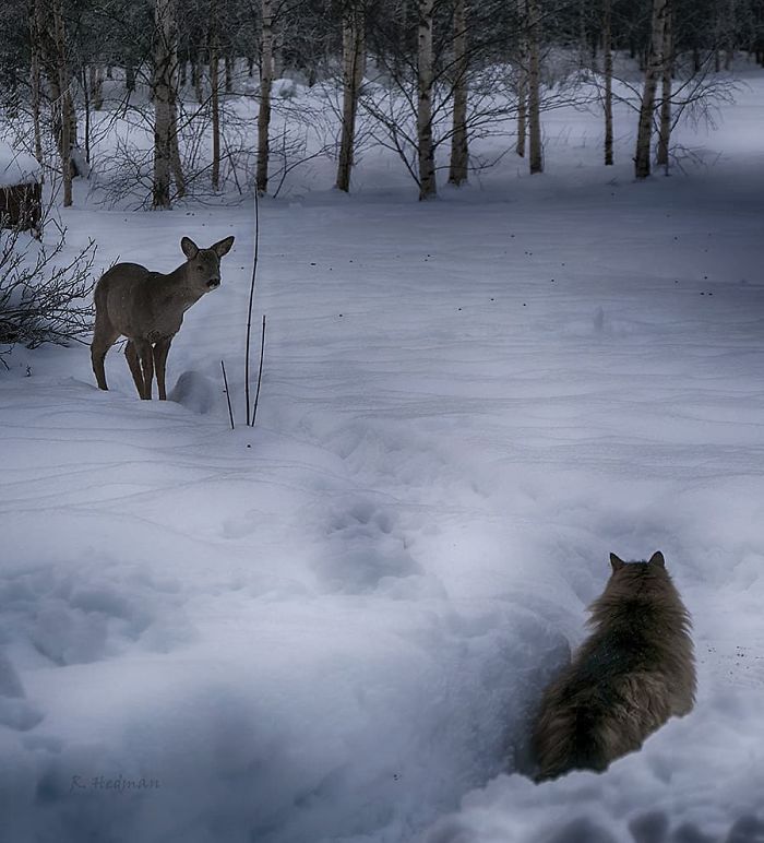 30 Pics Of Finnish Cats Living Their Best Winter Life