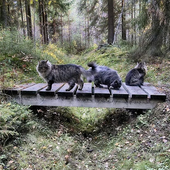 30 Pics Of Finnish Cats Living Their Best Winter Life