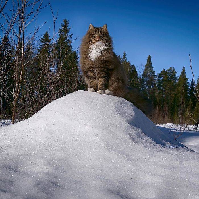 30 Pics Of Finnish Cats Living Their Best Winter Life