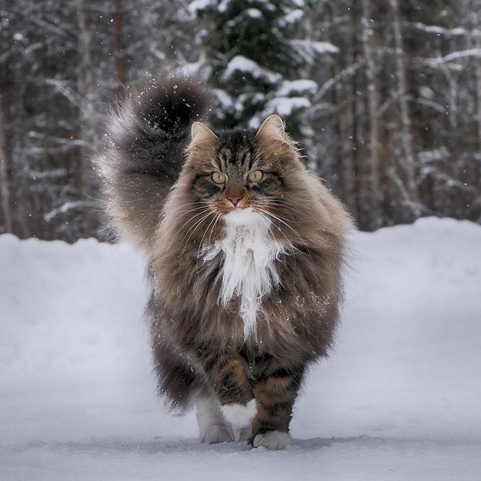 30 Pics Of Finnish Cats Living Their Best Winter Life