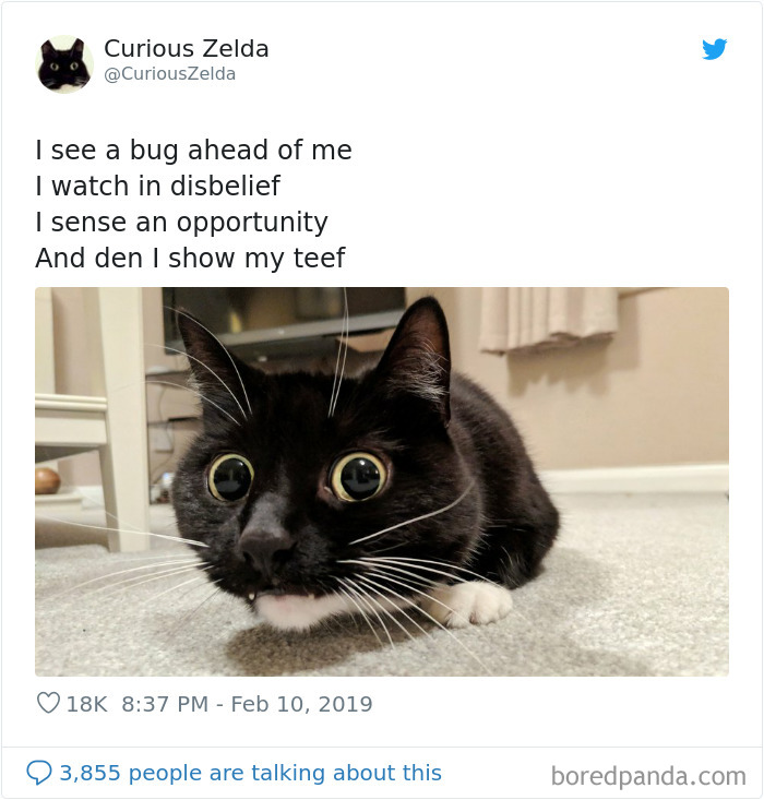 This Funny Cat Named Zelda Takes Over Twitter With Her Funny Posts (45 New Pics)