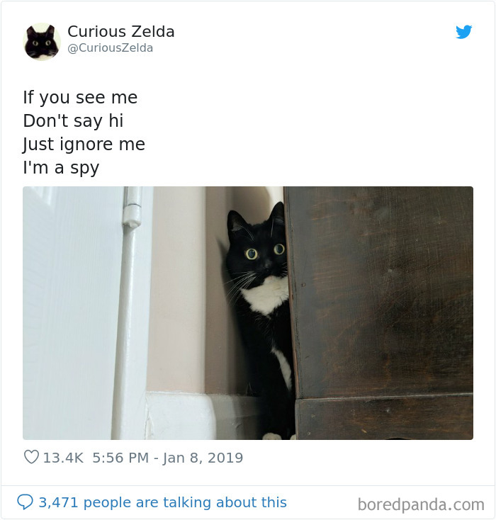 This Funny Cat Named Zelda Takes Over Twitter With Her Funny Posts (45 New Pics)