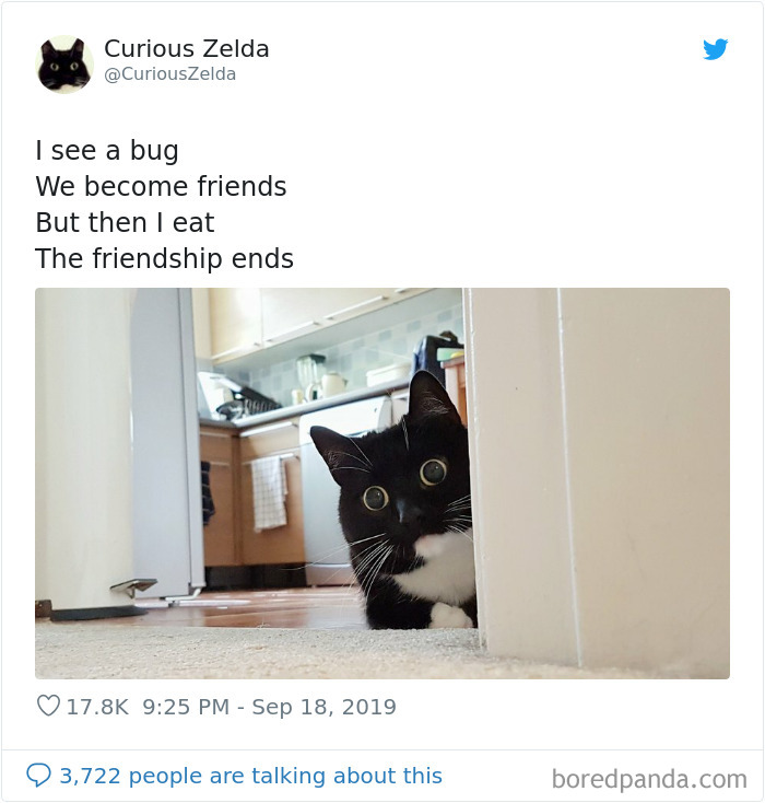 This Funny Cat Named Zelda Takes Over Twitter With Her Funny Posts (45 New Pics)