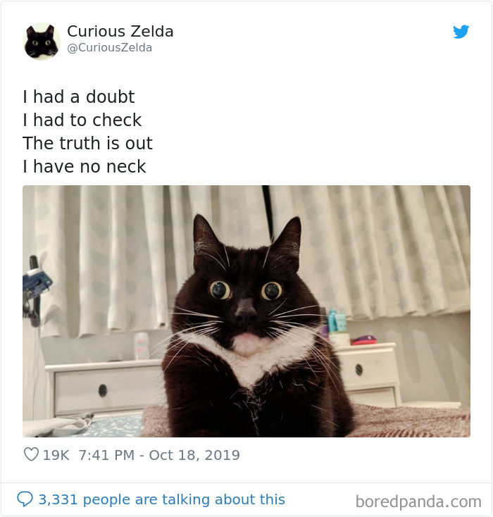 This Funny Cat Named Zelda Takes Over Twitter With Her Funny Posts (45 New Pics)