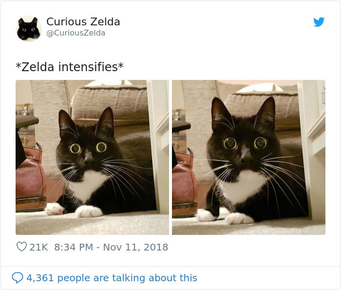 This Funny Cat Named Zelda Takes Over Twitter With Her Funny Posts (45 New Pics)