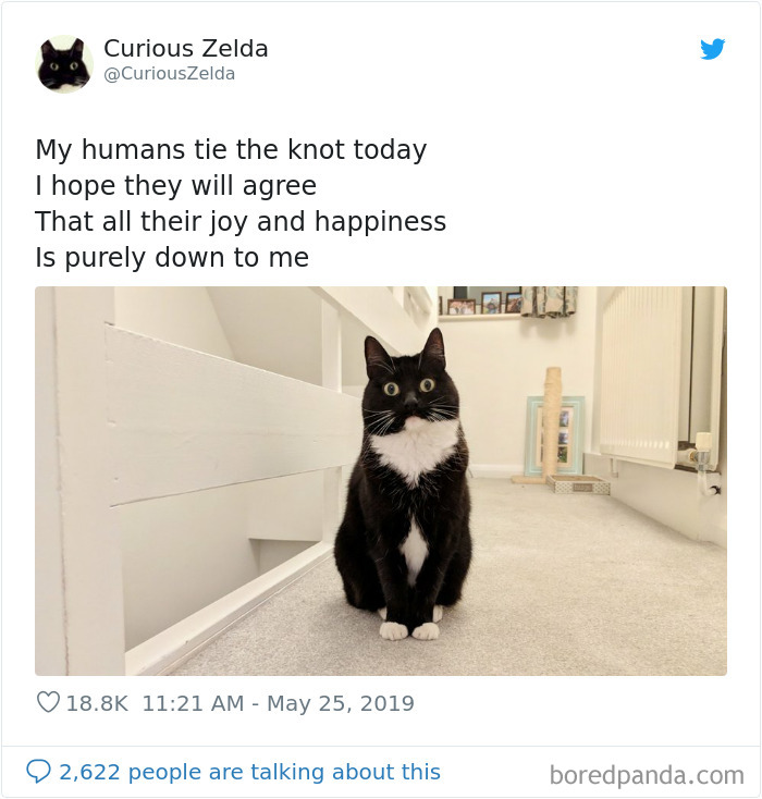 This Funny Cat Named Zelda Takes Over Twitter With Her Funny Posts (45 New Pics)