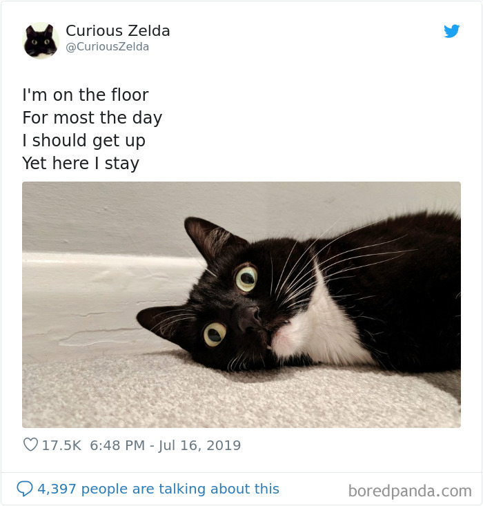 This Funny Cat Named Zelda Takes Over Twitter With Her Funny Posts (45 New Pics)