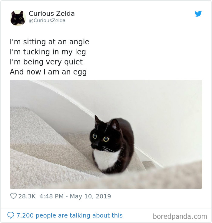 This Funny Cat Named Zelda Takes Over Twitter With Her Funny Posts (45 New Pics)