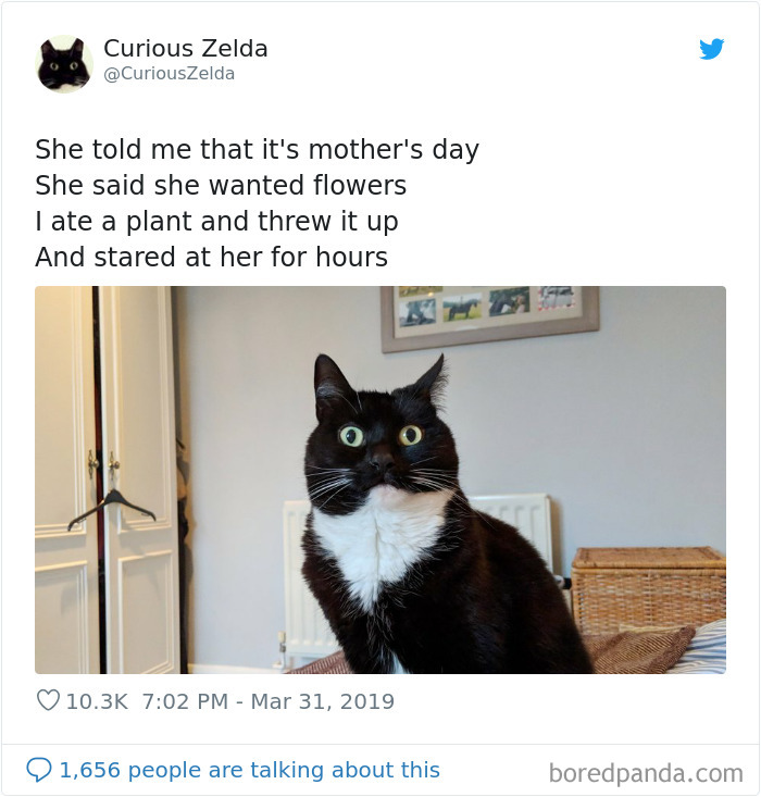 This Funny Cat Named Zelda Takes Over Twitter With Her Funny Posts (45 New Pics)