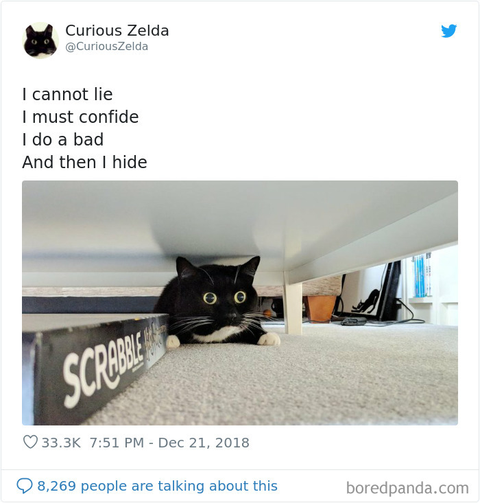 This Funny Cat Named Zelda Takes Over Twitter With Her Funny Posts (45 New Pics)