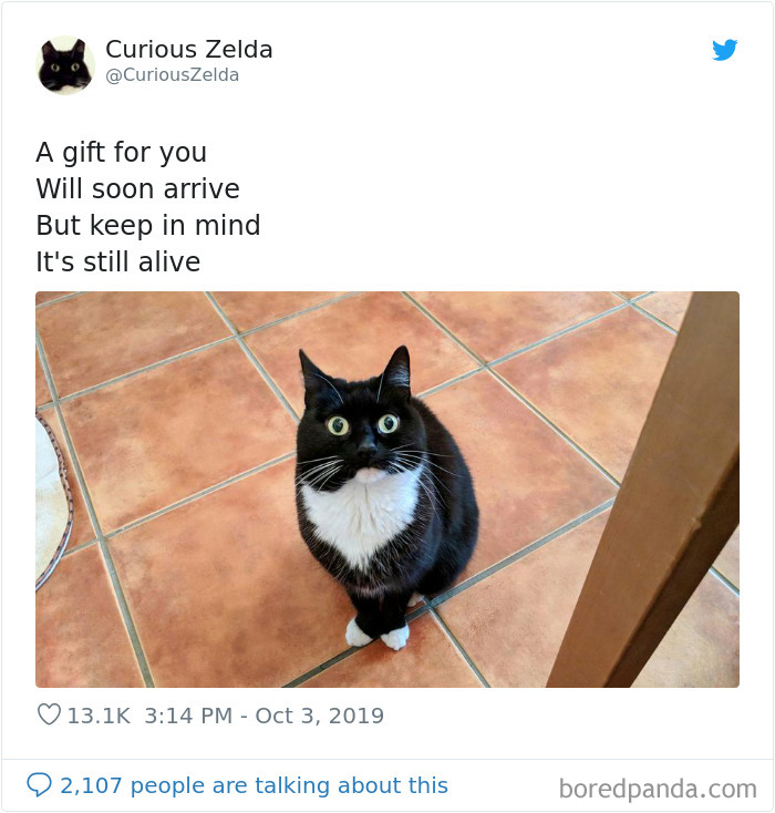 This Funny Cat Named Zelda Takes Over Twitter With Her Funny Posts (45 New Pics)
