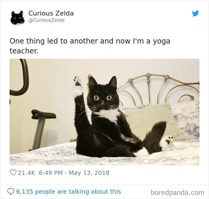 This Funny Cat Named Zelda Takes Over Twitter With Her Funny Posts (45 New Pics)