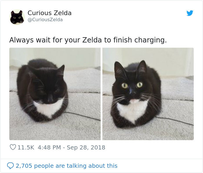 This Funny Cat Named Zelda Takes Over Twitter With Her Funny Posts (45 New Pics)
