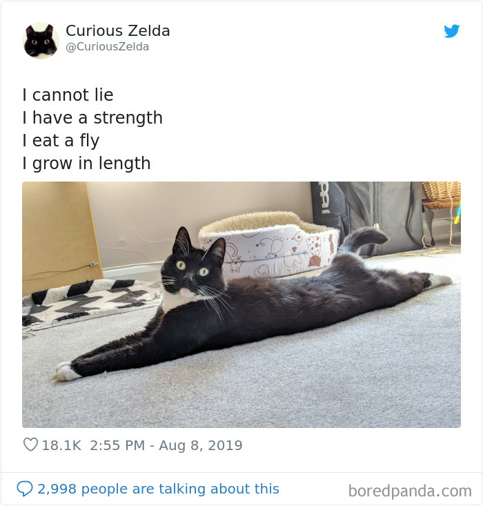 This Funny Cat Named Zelda Takes Over Twitter With Her Funny Posts (45 New Pics)