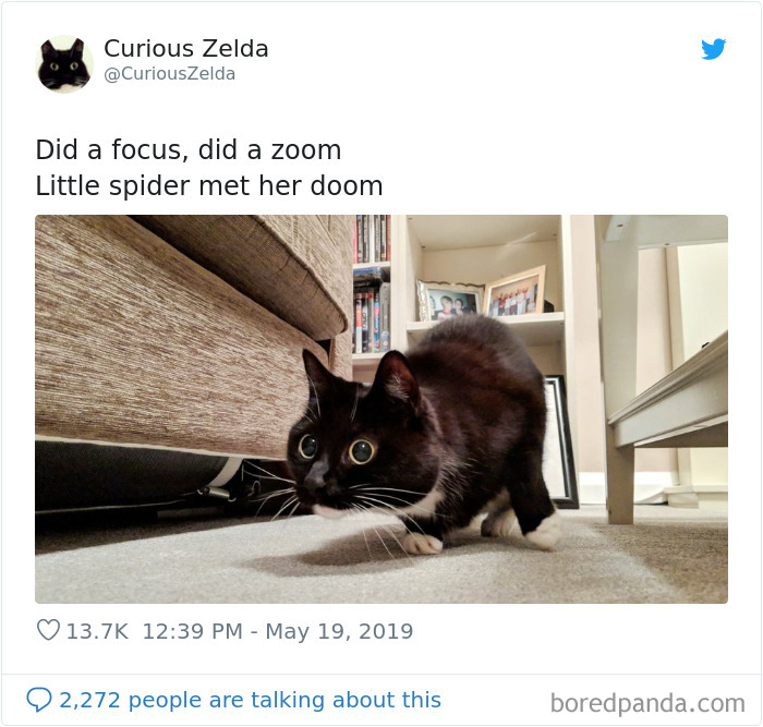 This Funny Cat Named Zelda Takes Over Twitter With Her Funny Posts (45 New Pics)