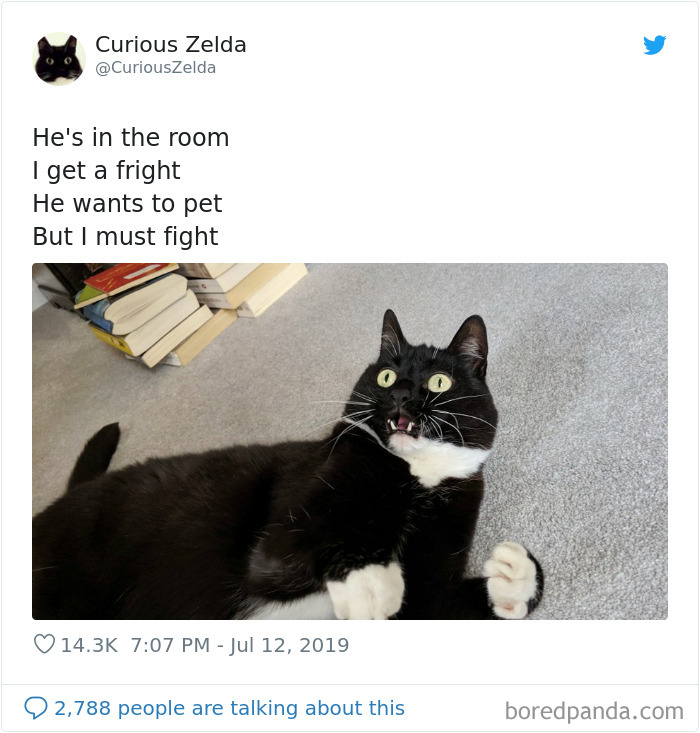 This Funny Cat Named Zelda Takes Over Twitter With Her Funny Posts (45 New Pics)