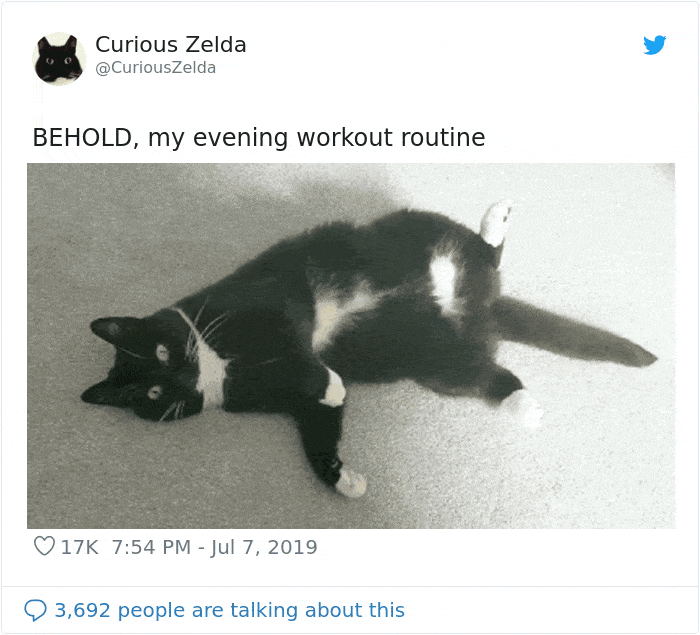 This Funny Cat Named Zelda Takes Over Twitter With Her Funny Posts (45 New Pics)