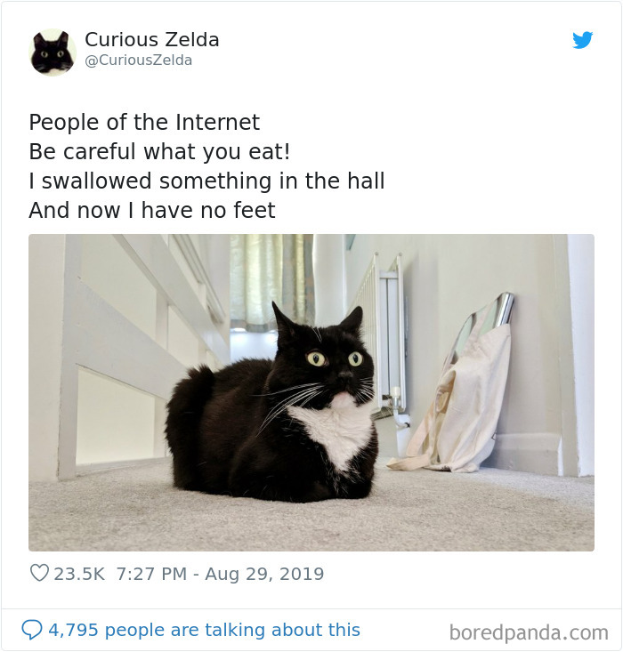 This Funny Cat Named Zelda Takes Over Twitter With Her Funny Posts (45 New Pics)