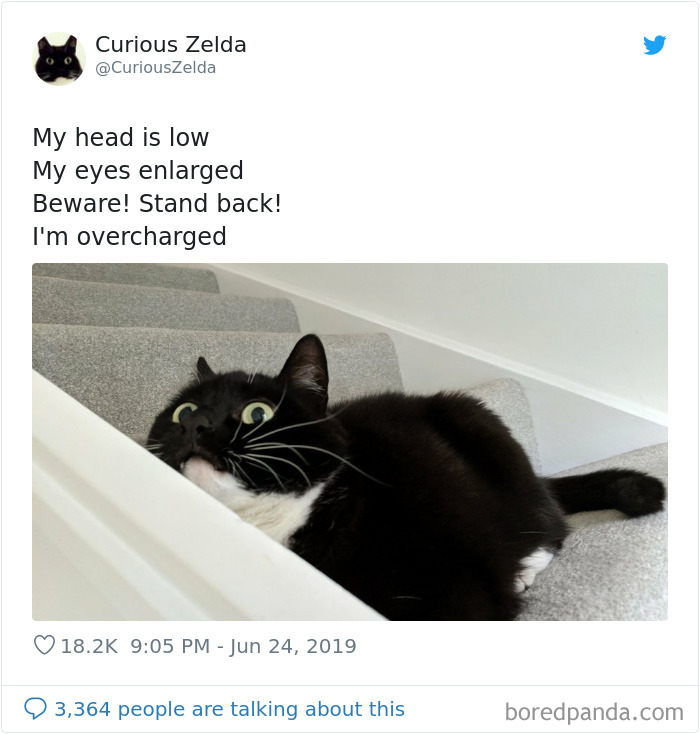This Funny Cat Named Zelda Takes Over Twitter With Her Funny Posts (45 New Pics)