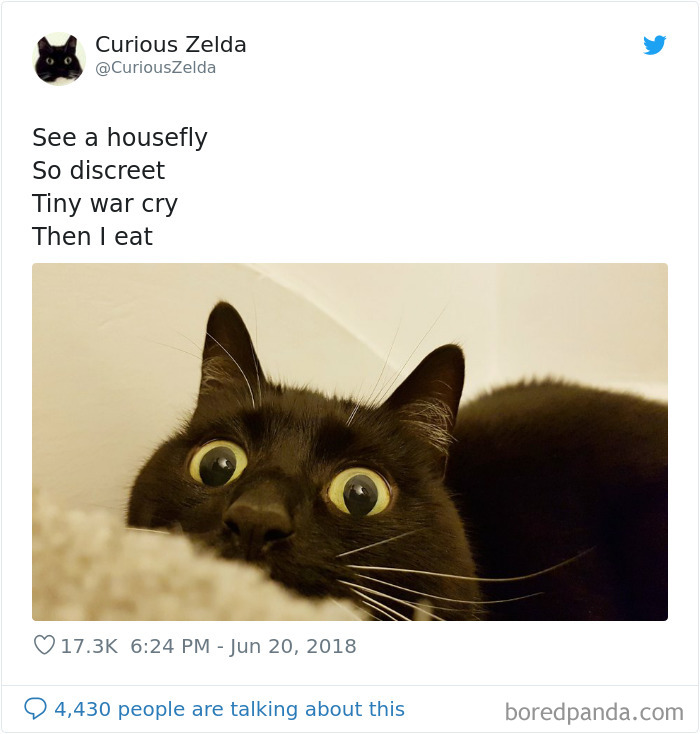 This Funny Cat Named Zelda Takes Over Twitter With Her Funny Posts (45 New Pics)