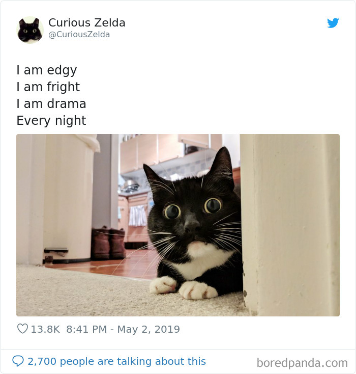 This Funny Cat Named Zelda Takes Over Twitter With Her Funny Posts (45 New Pics)