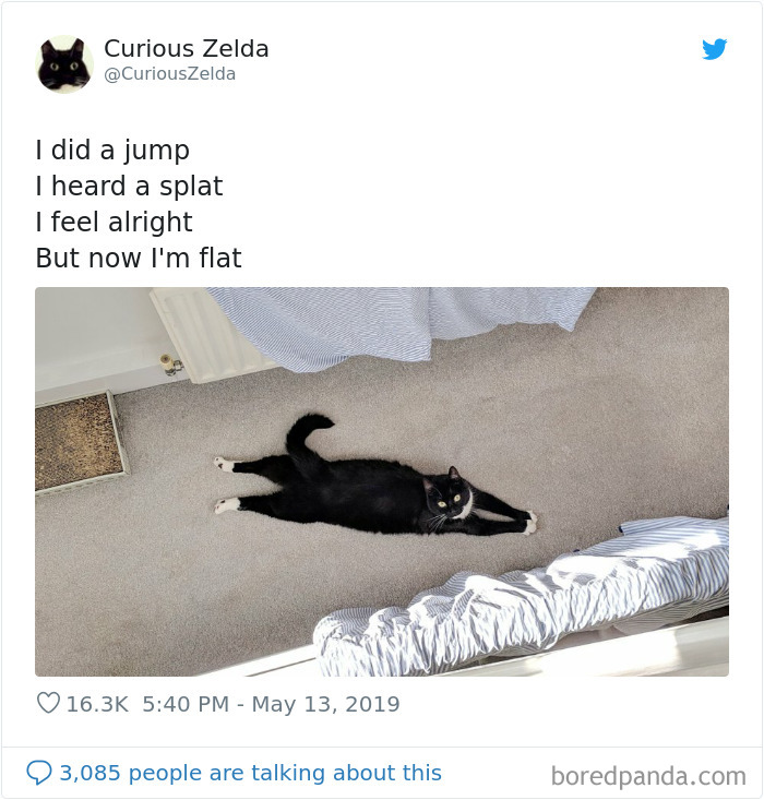 This Funny Cat Named Zelda Takes Over Twitter With Her Funny Posts (45 New Pics)