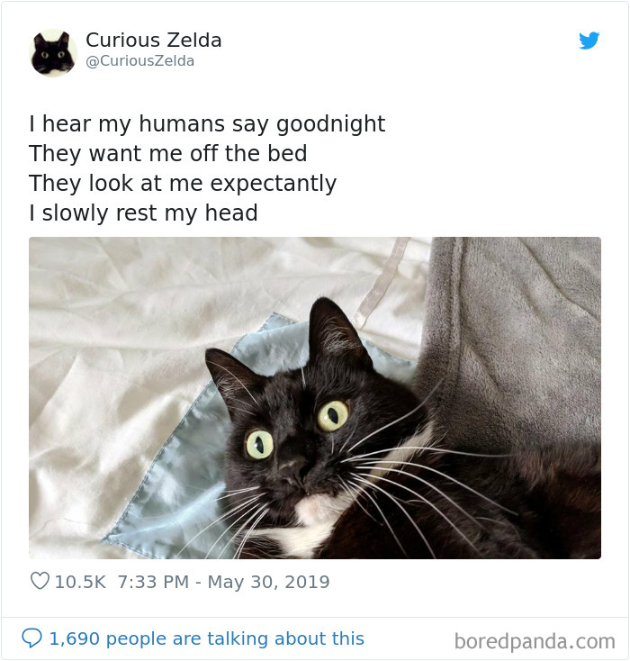 This Funny Cat Named Zelda Takes Over Twitter With Her Funny Posts (45 New Pics)