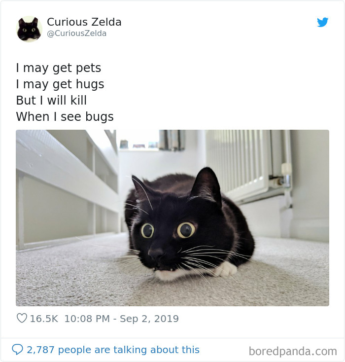 This Funny Cat Named Zelda Takes Over Twitter With Her Funny Posts (45 New Pics)
