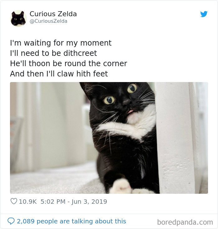 This Funny Cat Named Zelda Takes Over Twitter With Her Funny Posts (45 New Pics)