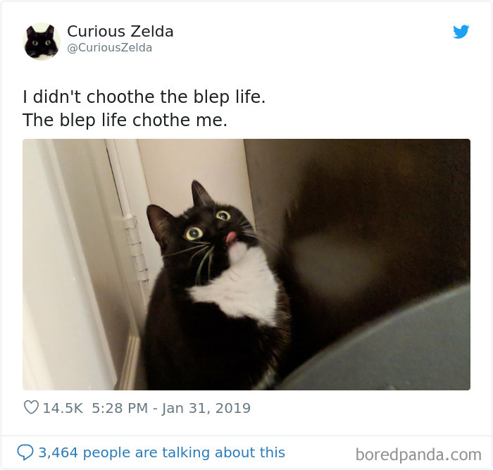 This Funny Cat Named Zelda Takes Over Twitter With Her Funny Posts (45 New Pics)
