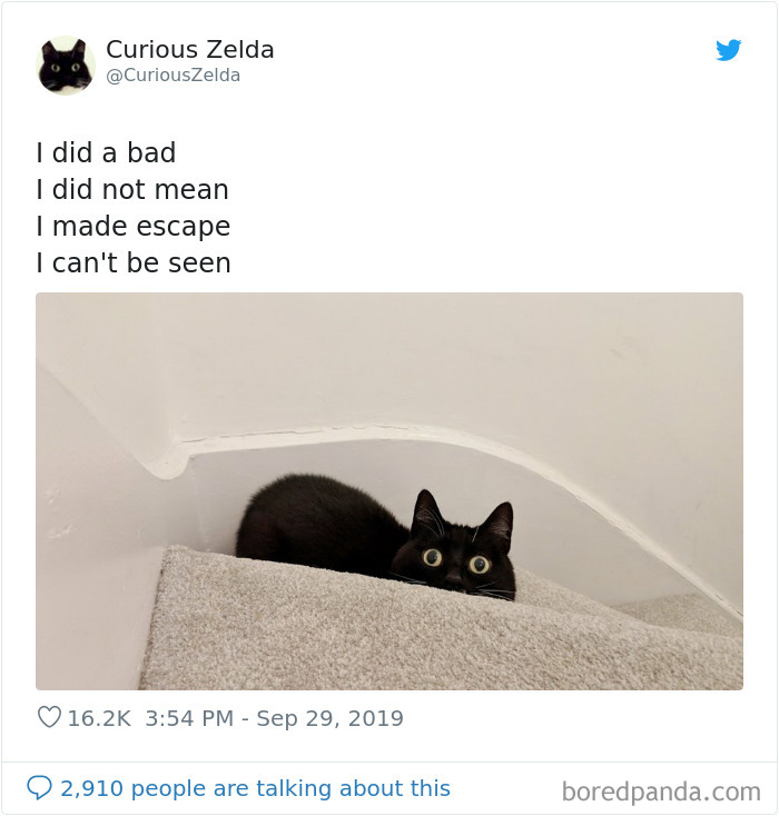 This Funny Cat Named Zelda Takes Over Twitter With Her Funny Posts (45 New Pics)