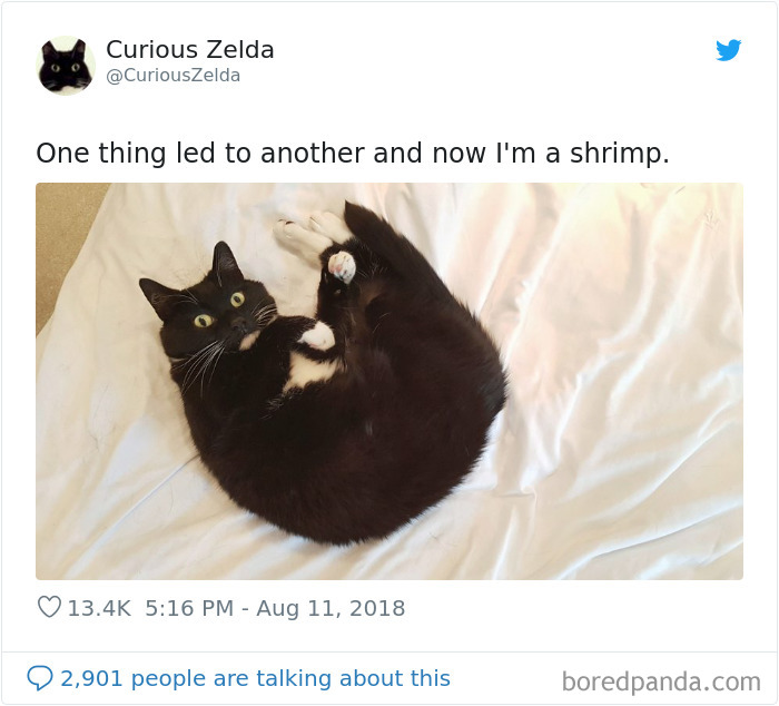 This Funny Cat Named Zelda Takes Over Twitter With Her Funny Posts (45 New Pics)