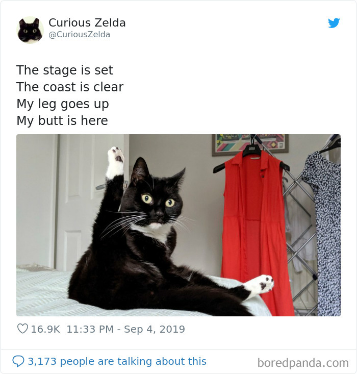 This Funny Cat Named Zelda Takes Over Twitter With Her Funny Posts (45 New Pics)