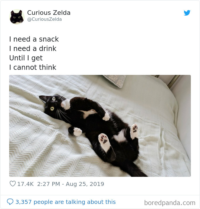 This Funny Cat Named Zelda Takes Over Twitter With Her Funny Posts (45 New Pics)