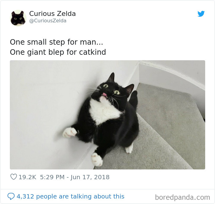 This Funny Cat Named Zelda Takes Over Twitter With Her Funny Posts (45 New Pics)