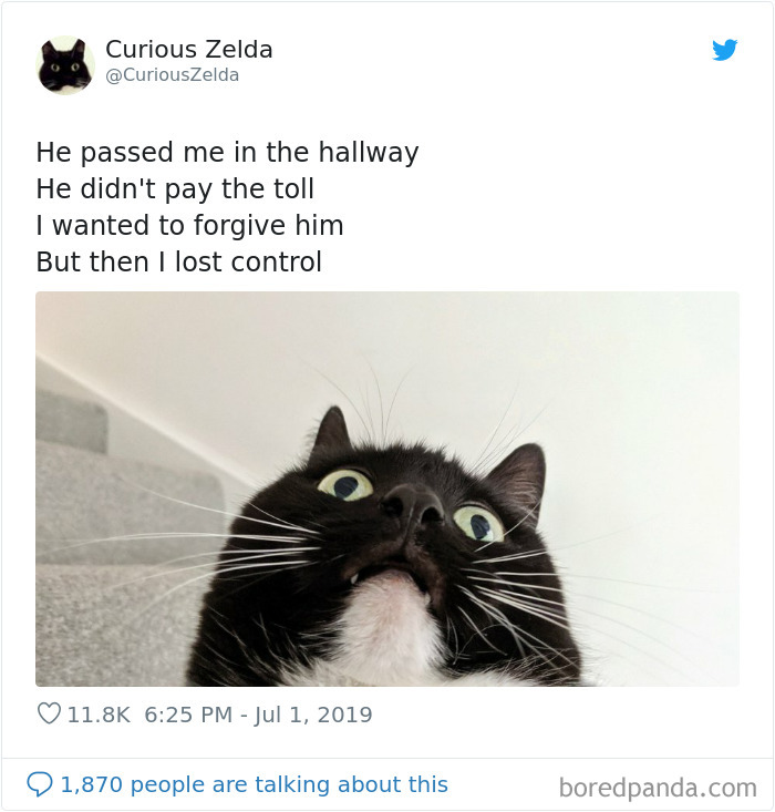 This Funny Cat Named Zelda Takes Over Twitter With Her Funny Posts (45 New Pics)